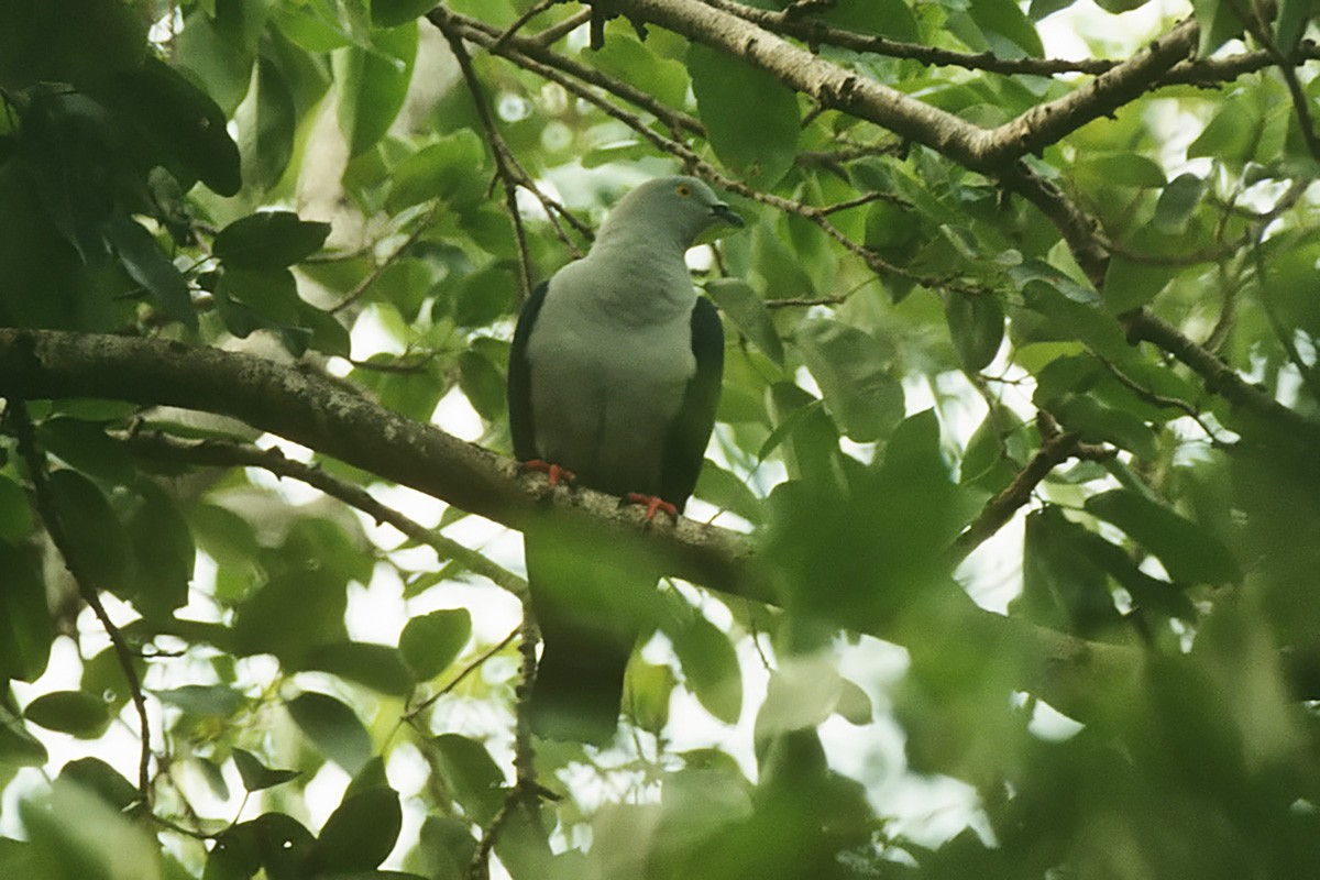 Elegant Imperial-Pigeon - ML350343031