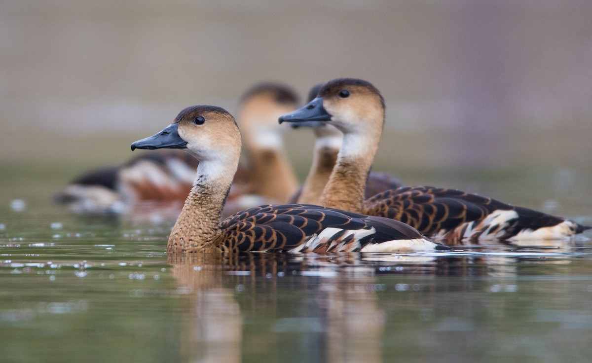 Wandering Whistling-Duck - Nik Mulconray