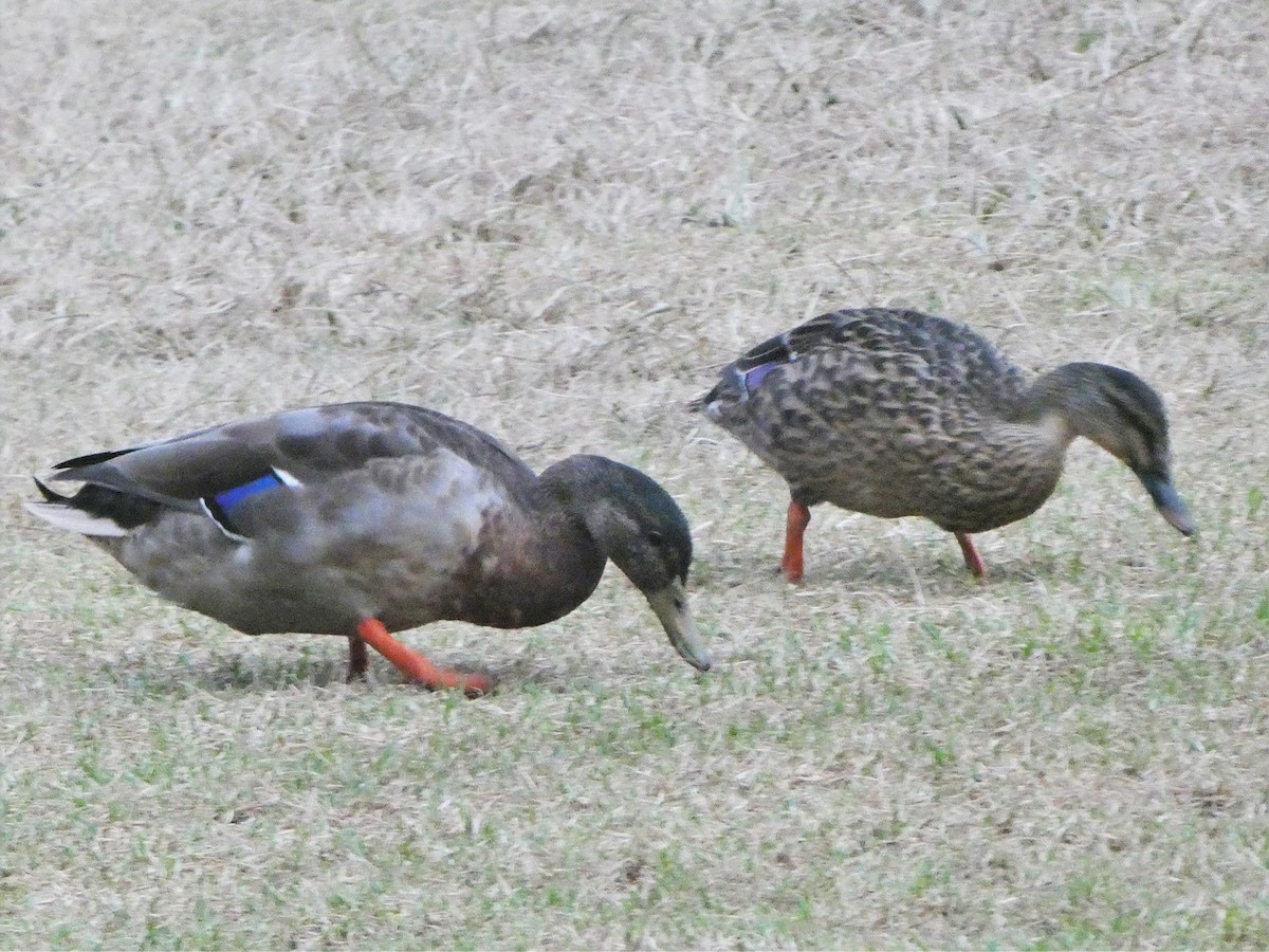 Mallard x Pacific Black Duck (hybrid) - ML350344691
