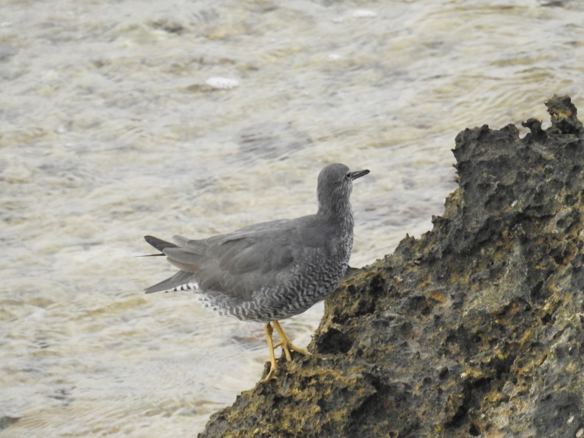 Wandering Tattler - ML350344711