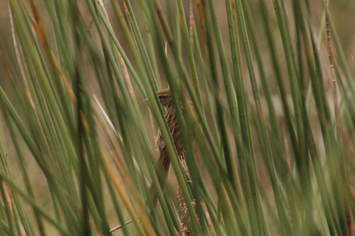 New Zealand Fernbird - ML350346391