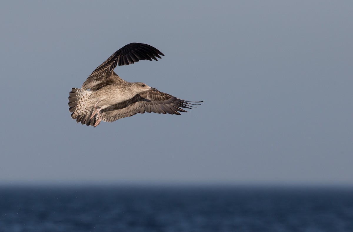 Lesser Black-backed Gull - ML35034711