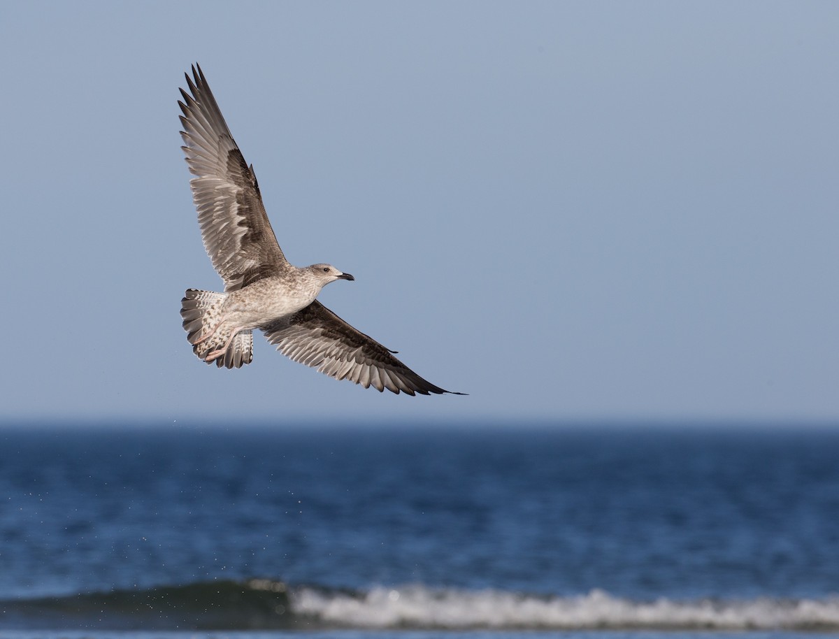 Lesser Black-backed Gull - ML35034721