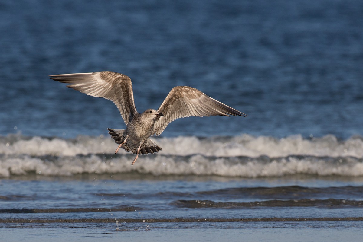 Lesser Black-backed Gull - ML35034731