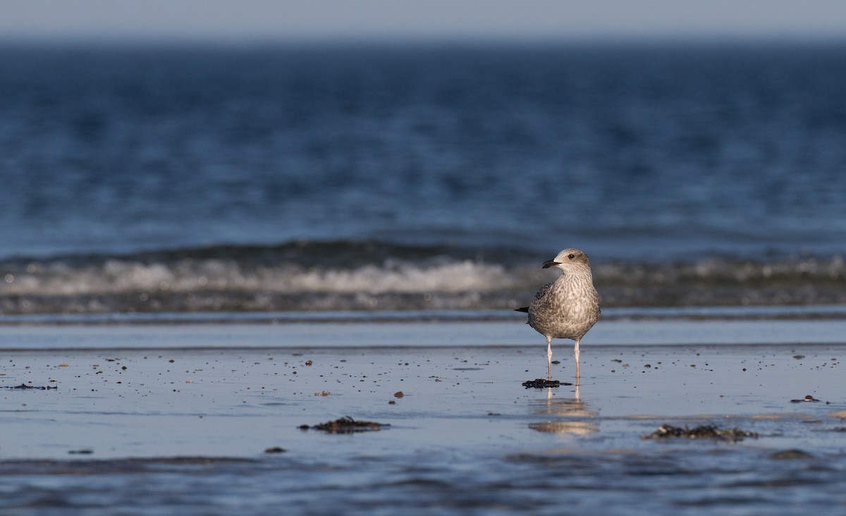 Lesser Black-backed Gull - ML35034741