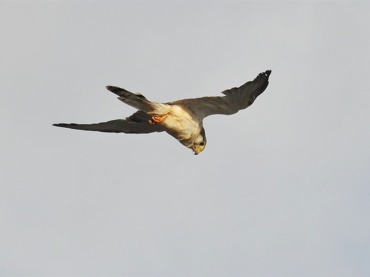 Nankeen Kestrel - ML350347631