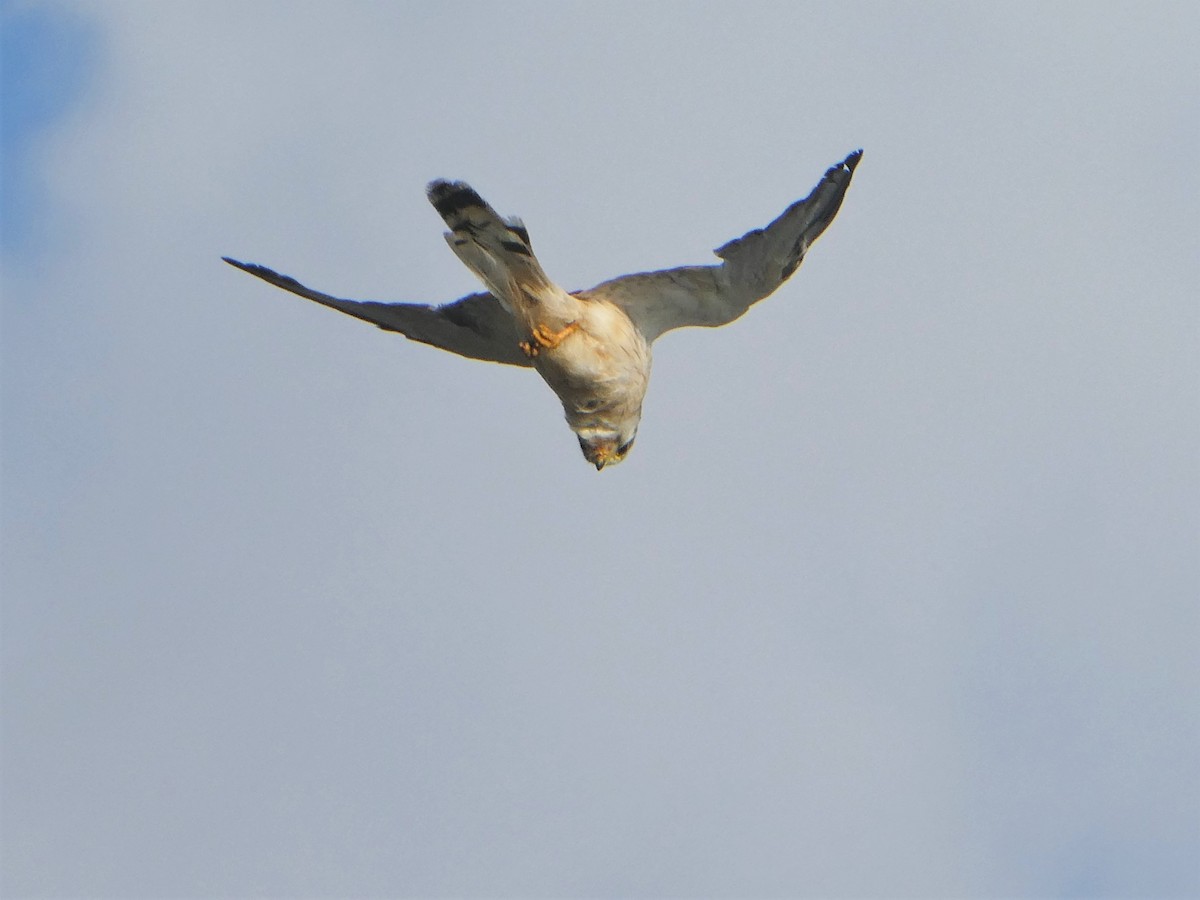 Nankeen Kestrel - ML350347641