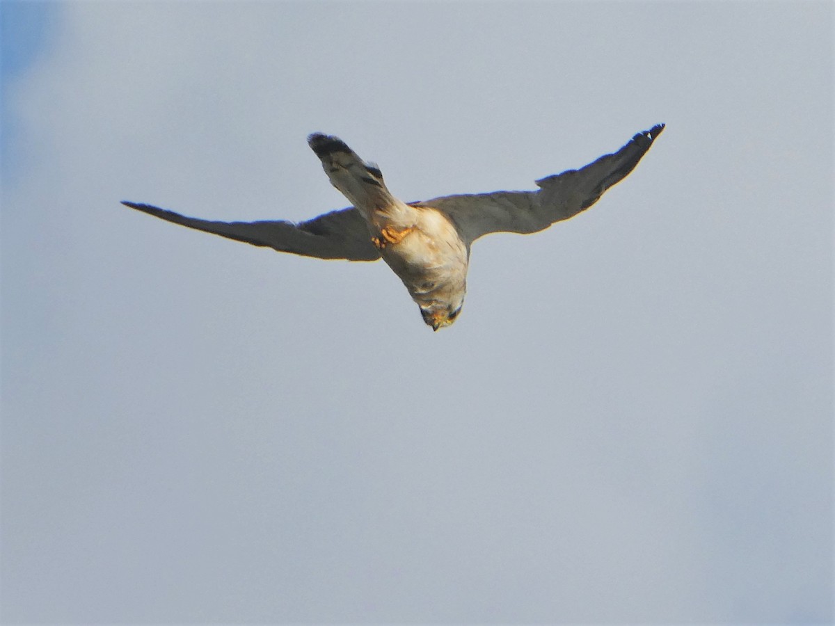 Nankeen Kestrel - ML350347661