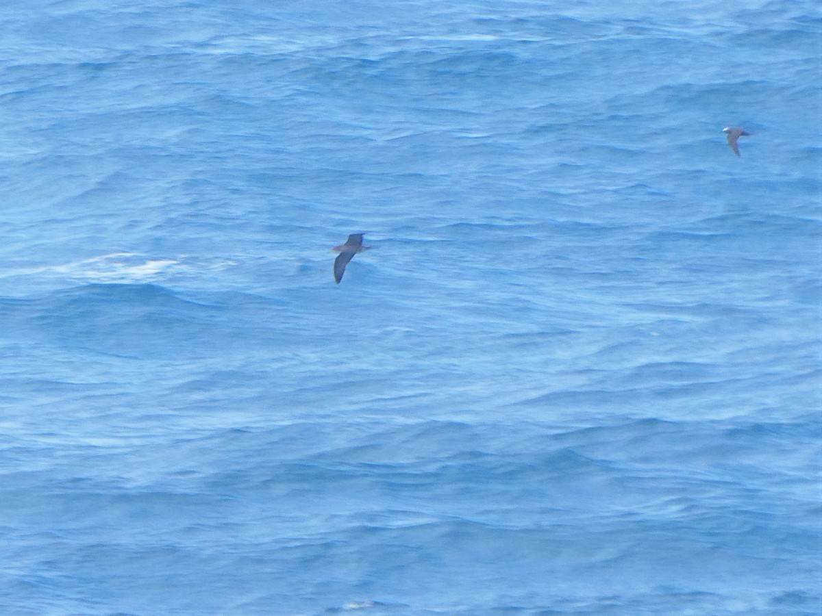 Wedge-tailed Shearwater - ML350348531