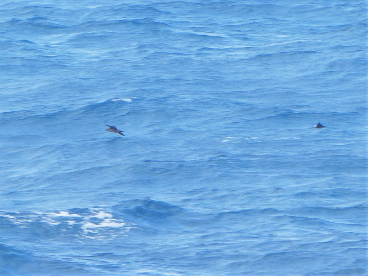 Wedge-tailed Shearwater - ML350348541