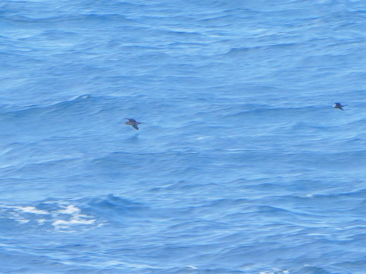 Wedge-tailed Shearwater - ML350348561