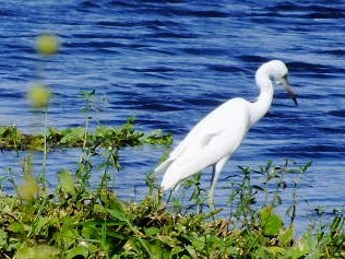 Little Blue Heron - ML350348971