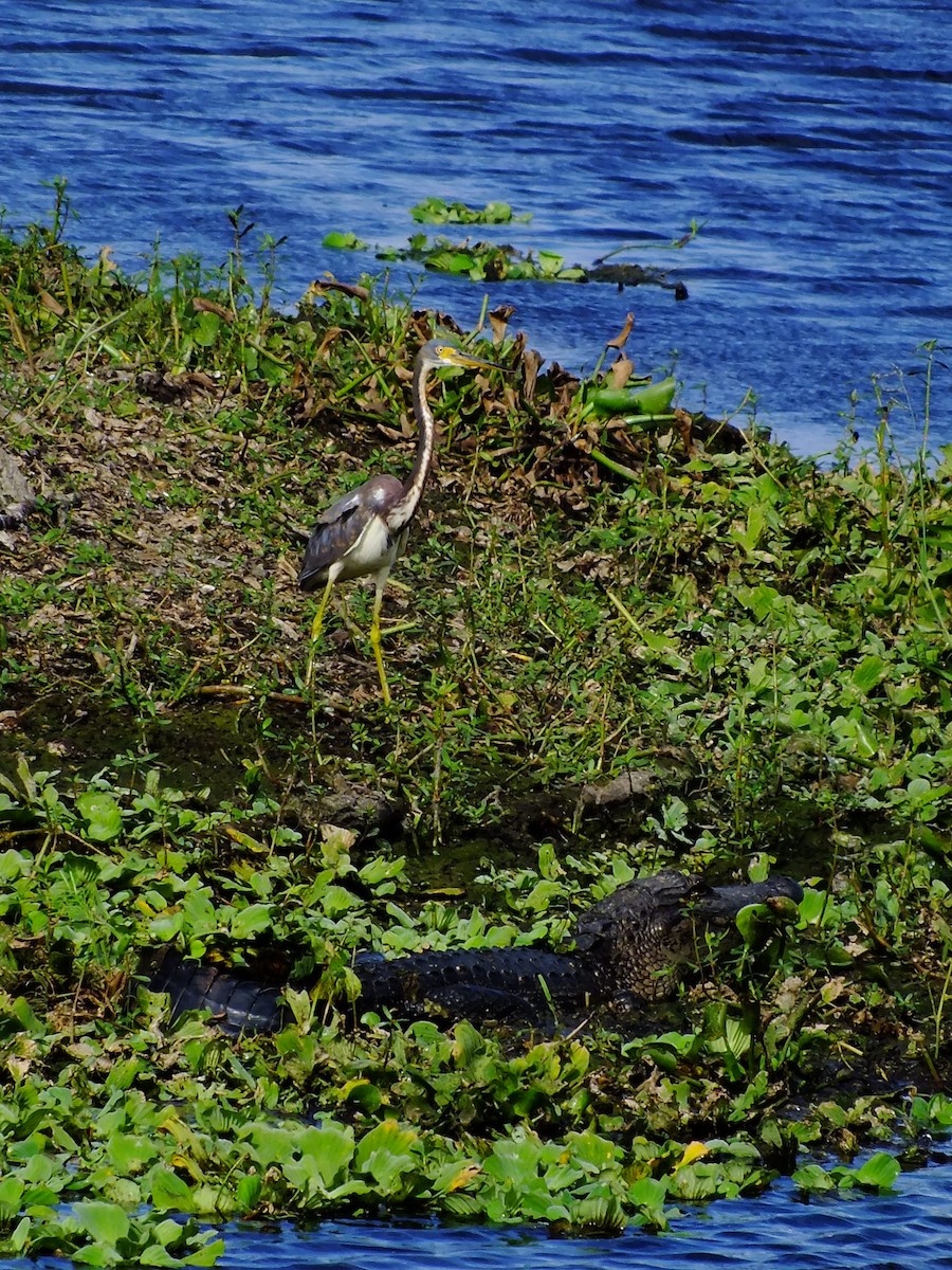 Tricolored Heron - ML350348981