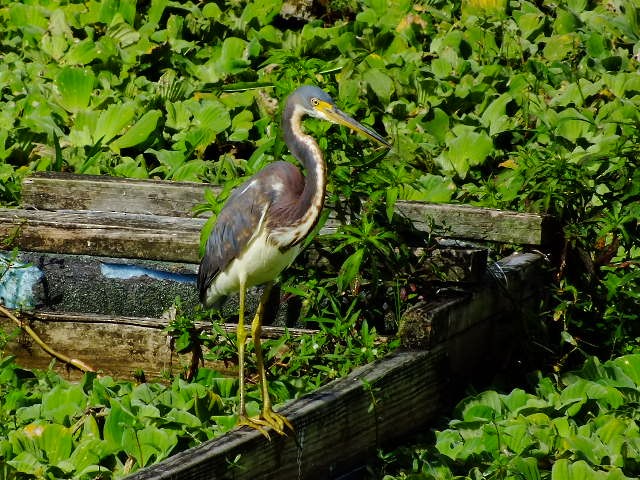 Tricolored Heron - ML350348991