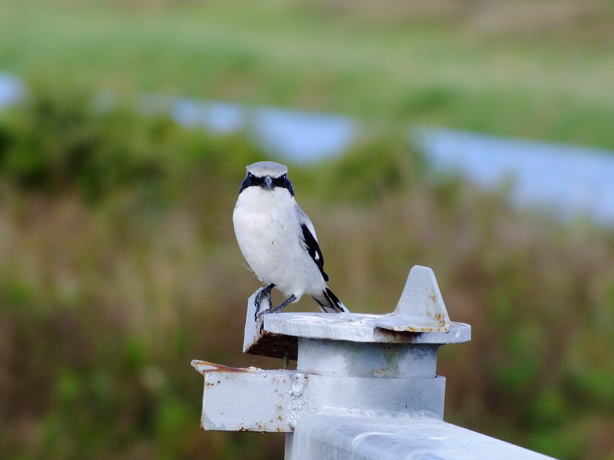 Loggerhead Shrike - ML350349031