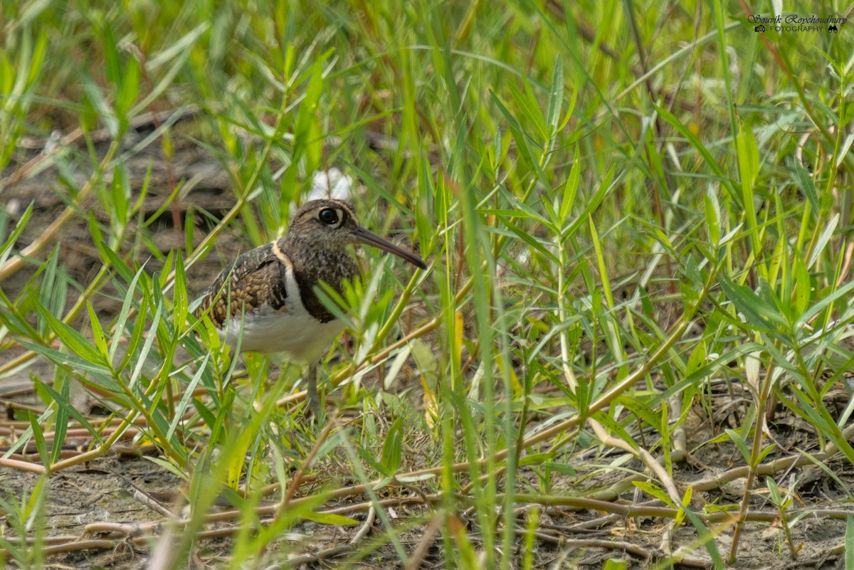 Greater Painted-Snipe - ML350349071