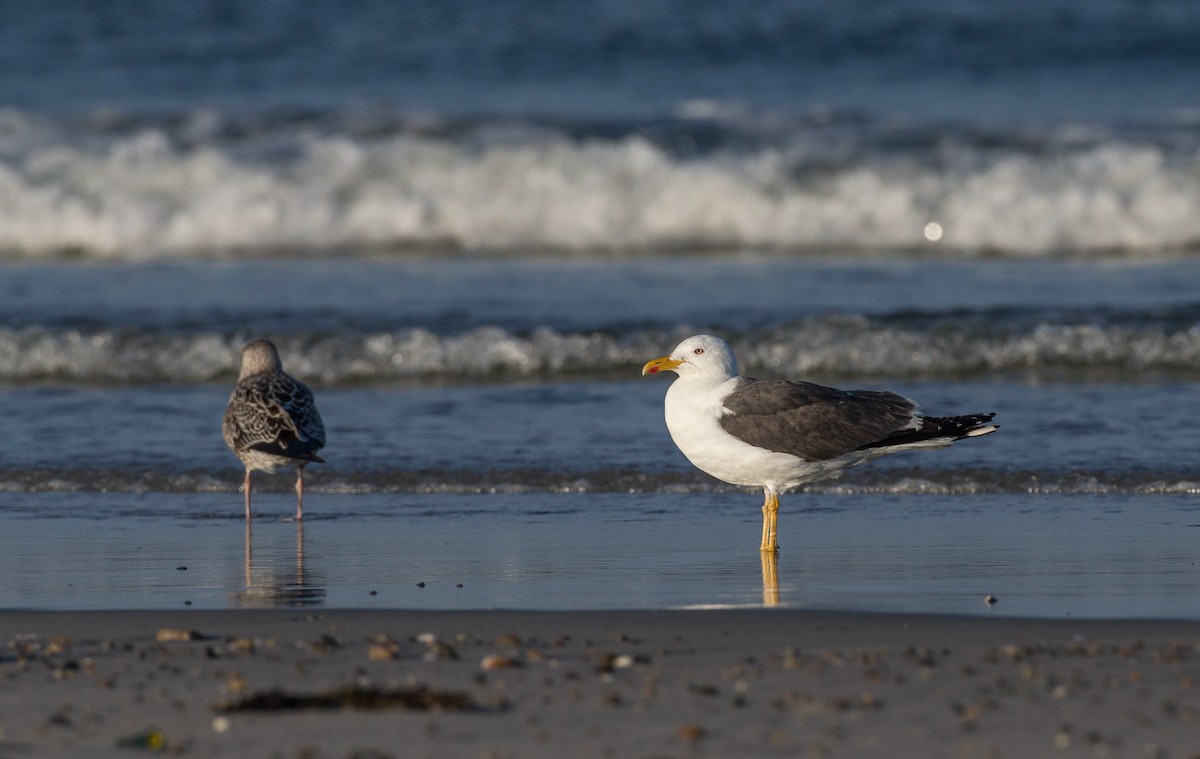 Lesser Black-backed Gull - ML35034911