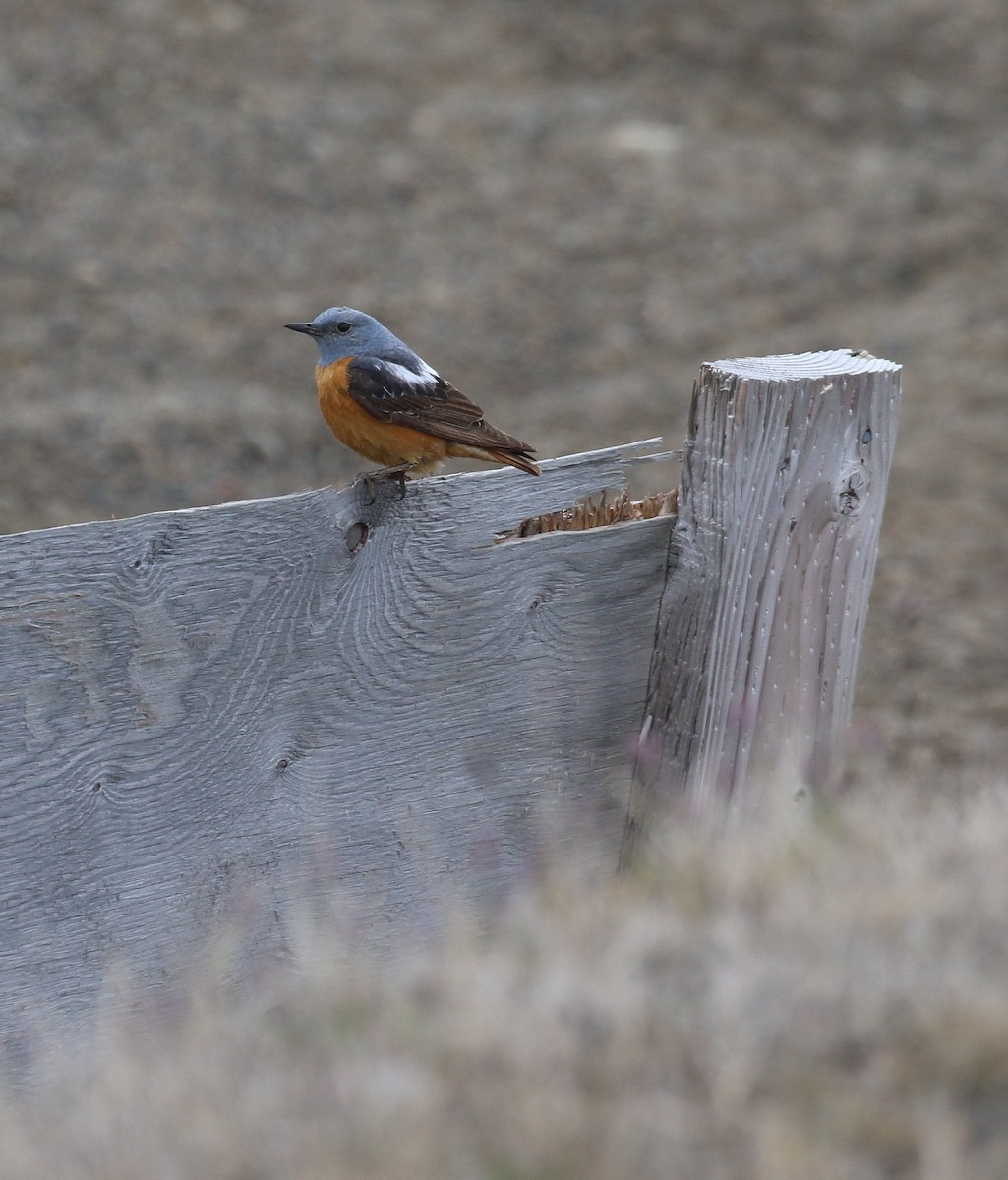 Rufous-tailed Rock-Thrush - ML350349271