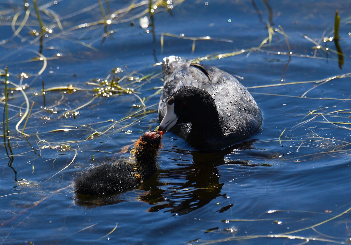 American Coot - ML350349331