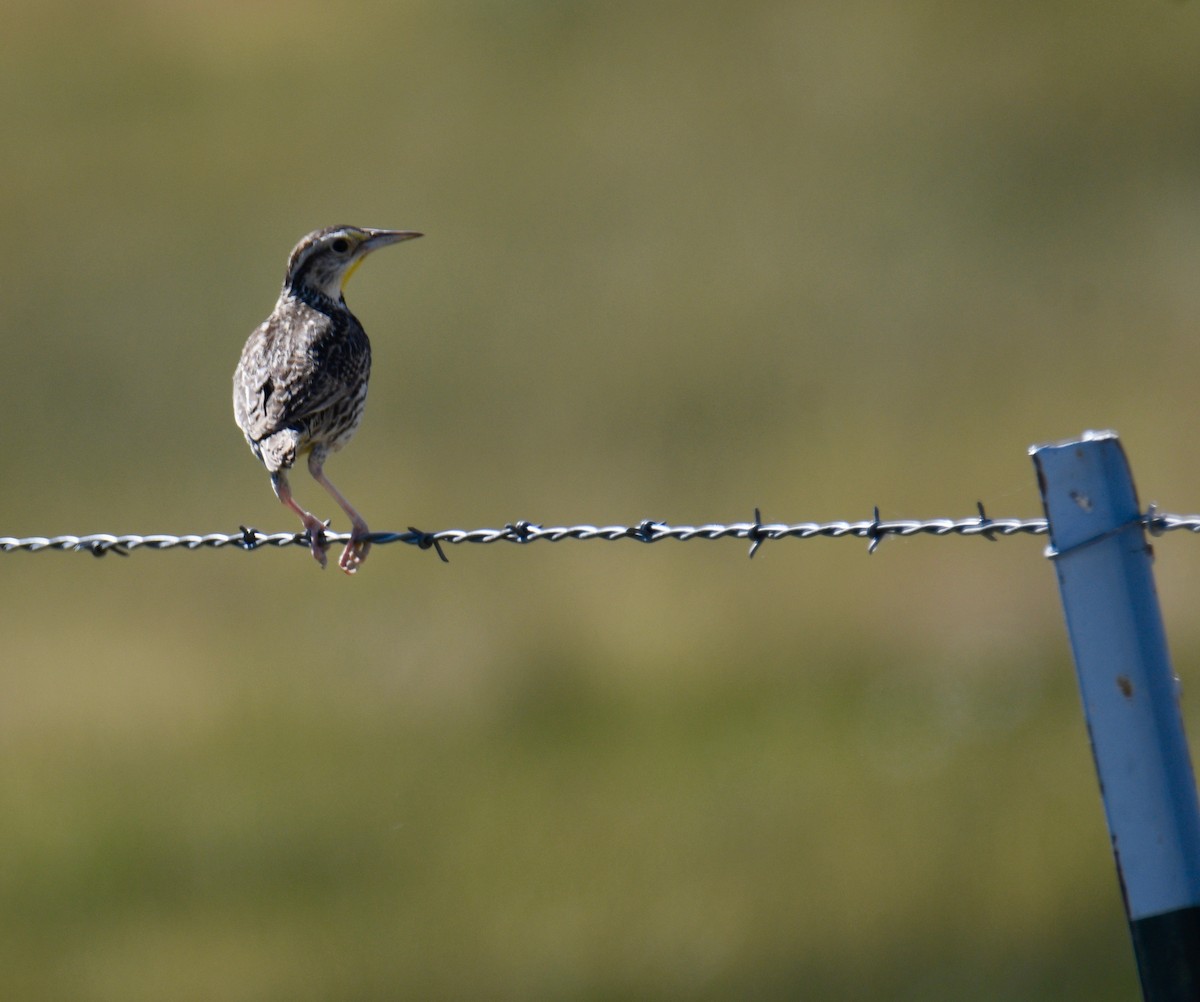 Western Meadowlark - ML350349561