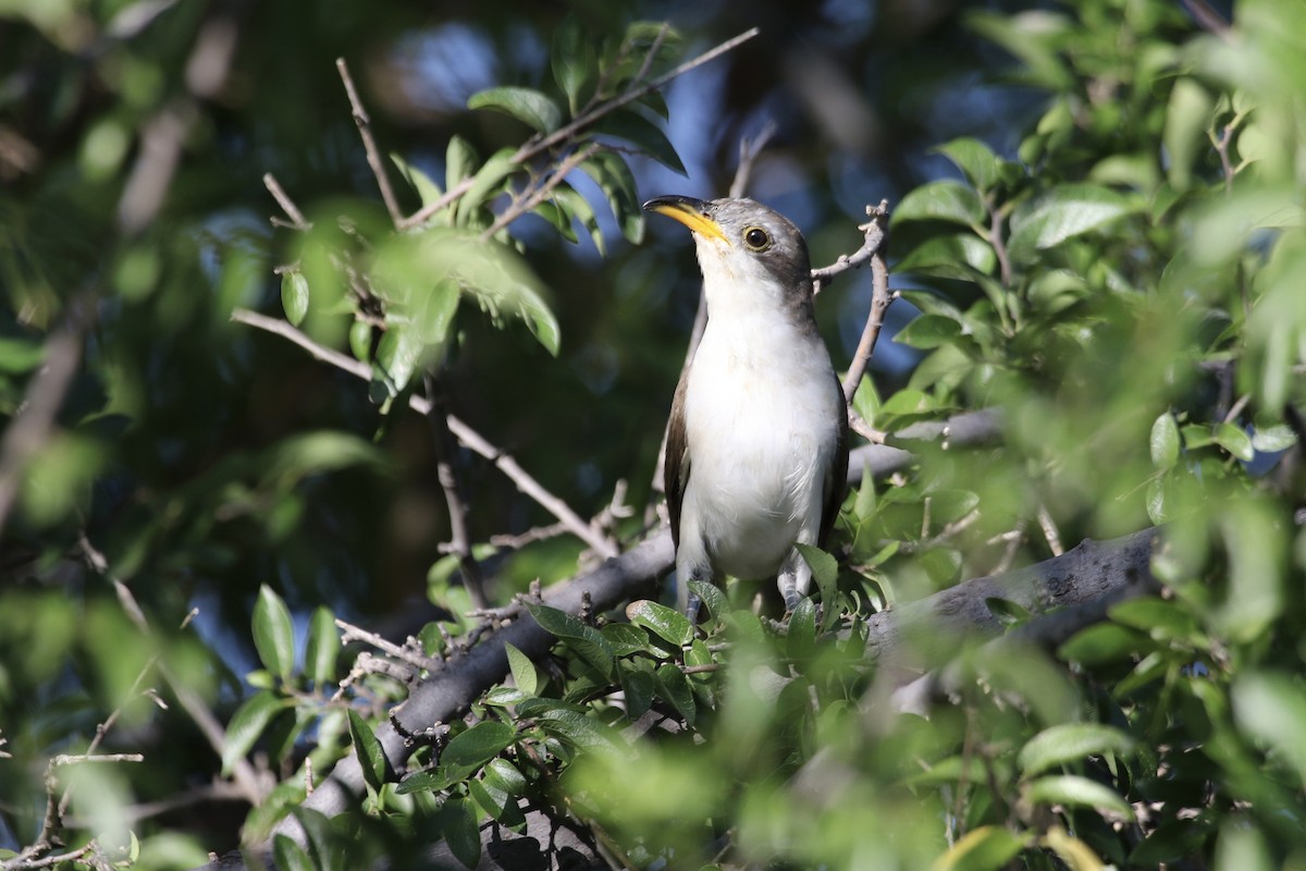 Yellow-billed Cuckoo - ML35035111