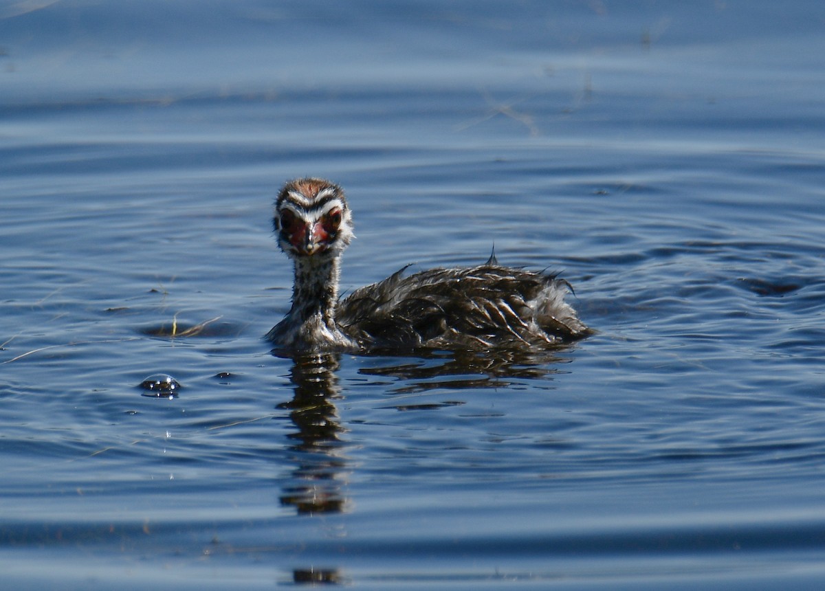 Pied-billed Grebe - ML350352121