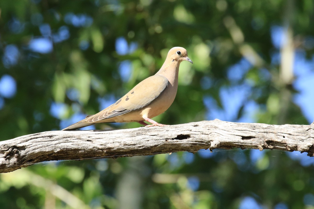 Mourning Dove - Bruce  McLennan