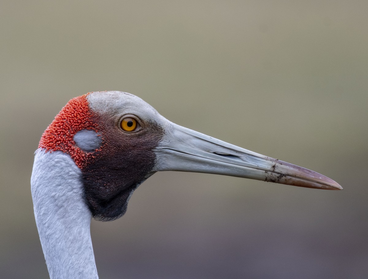 Grue brolga - ML350353901