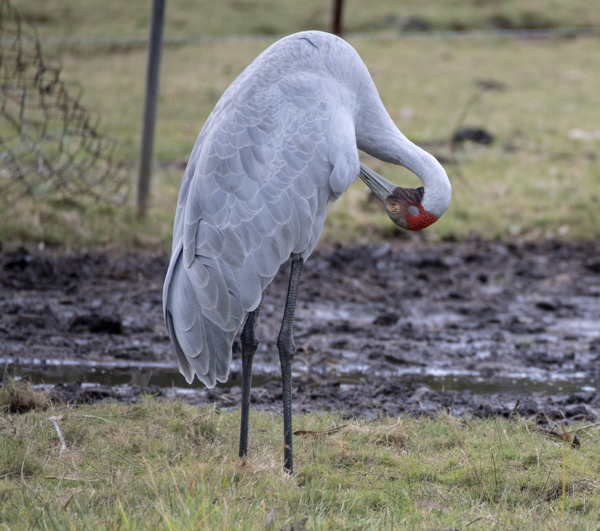 Grulla Brolga - ML350353951