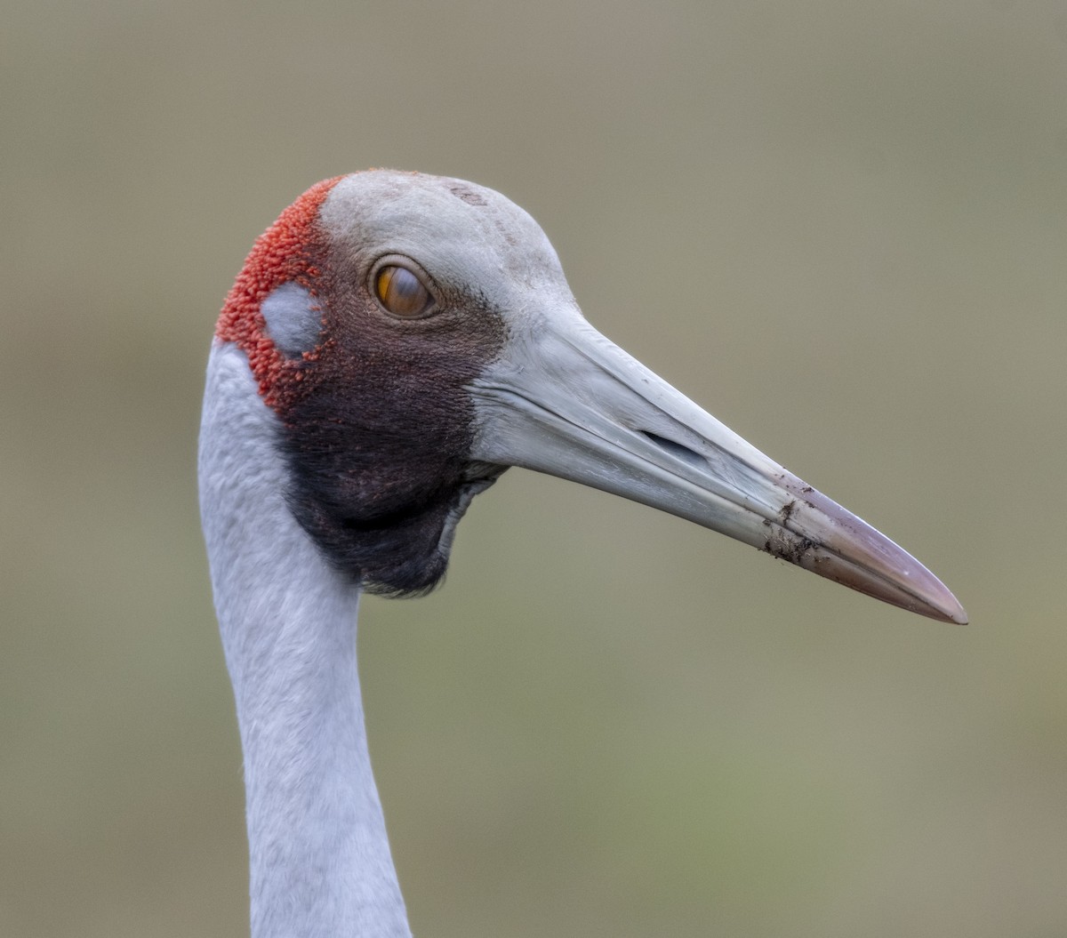 Grulla Brolga - ML350354021