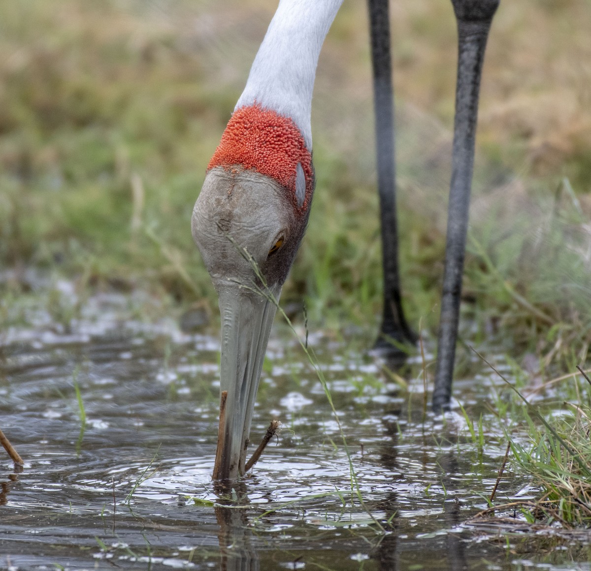 Grue brolga - ML350354031