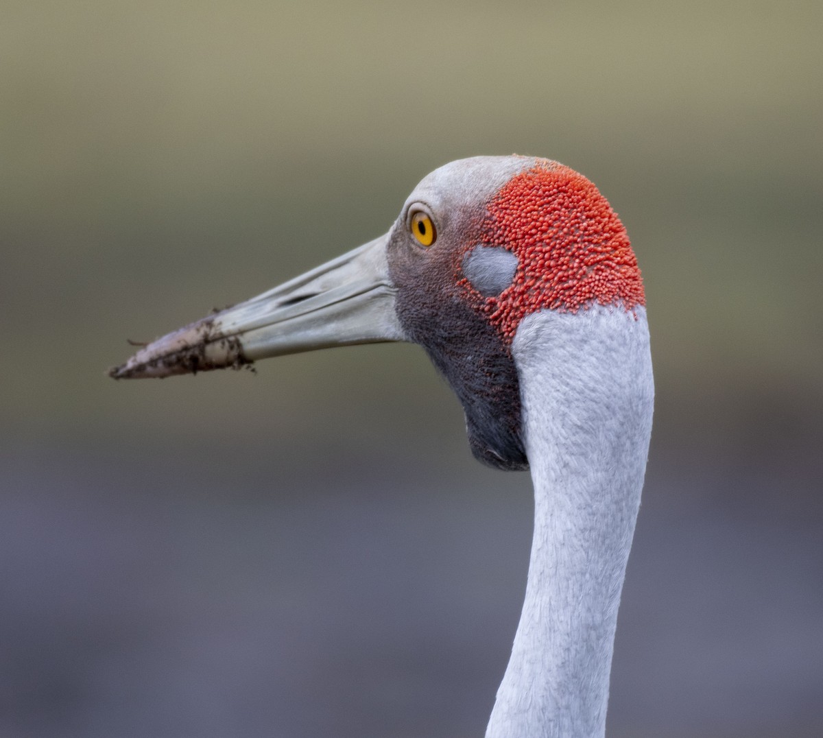 Grulla Brolga - ML350354041