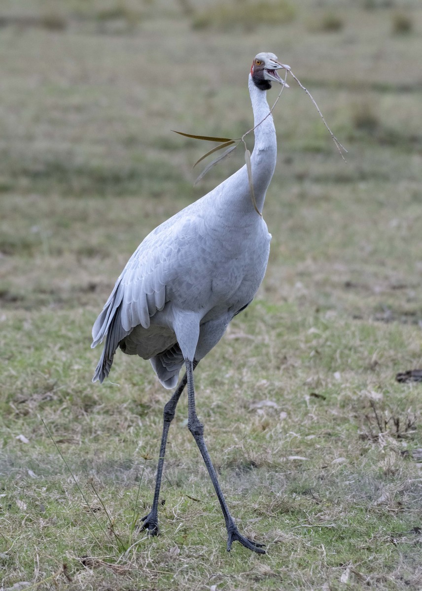 Grue brolga - ML350354251