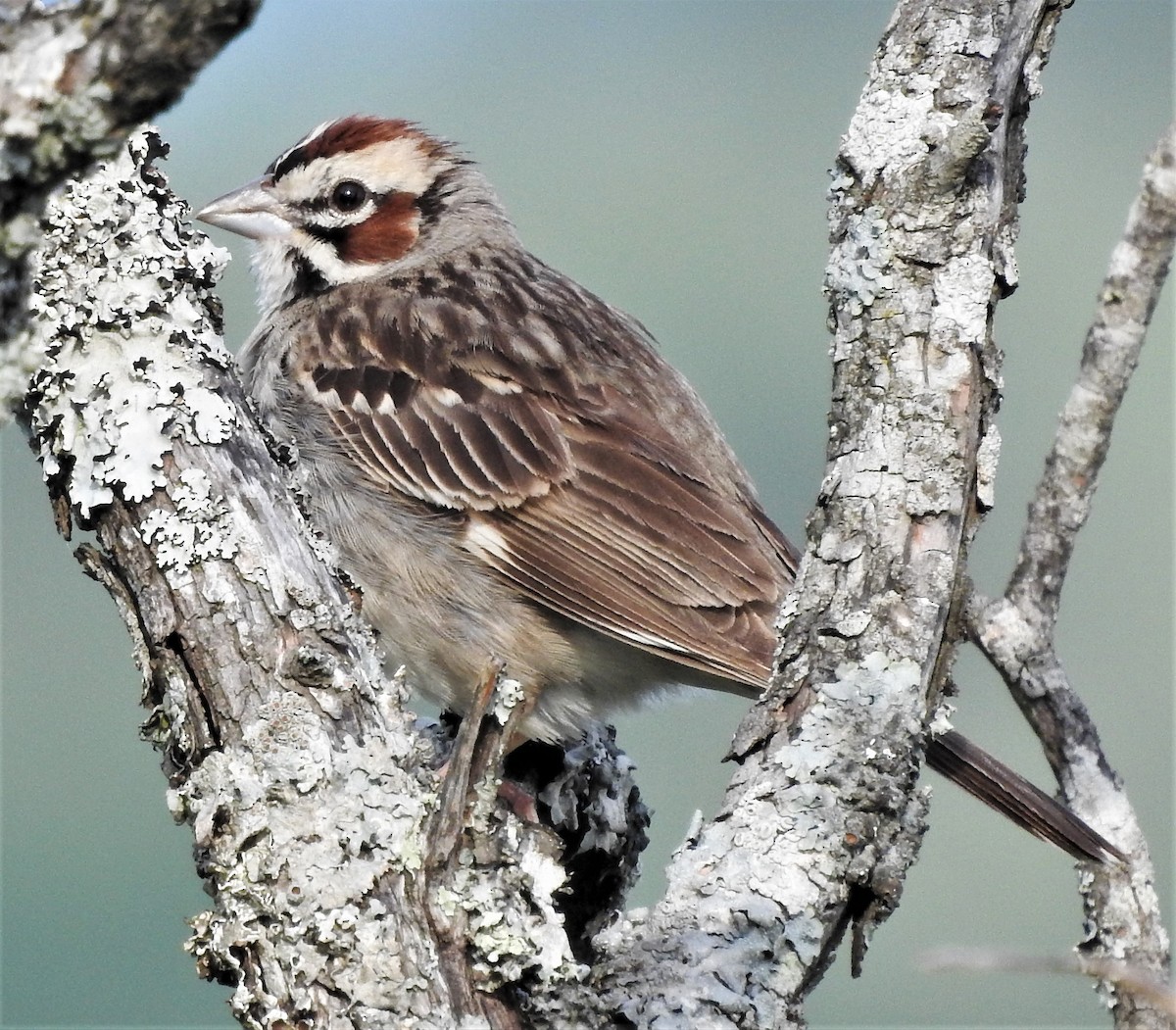 Lark Sparrow - Paul McKenzie