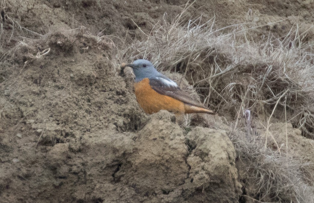 Rufous-tailed Rock-Thrush - ML350354531