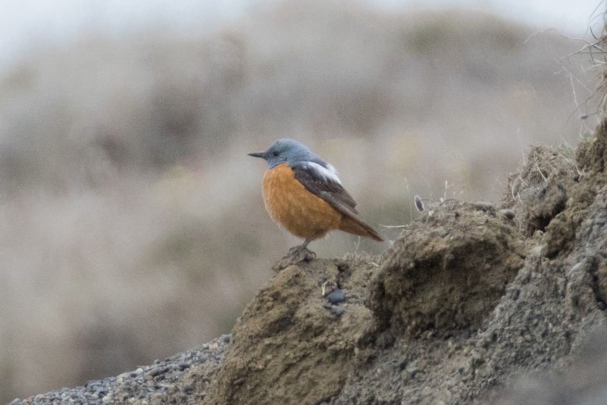 Rufous-tailed Rock-Thrush - Jake Mohlmann