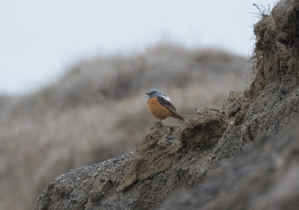 Rufous-tailed Rock-Thrush - ML350354901