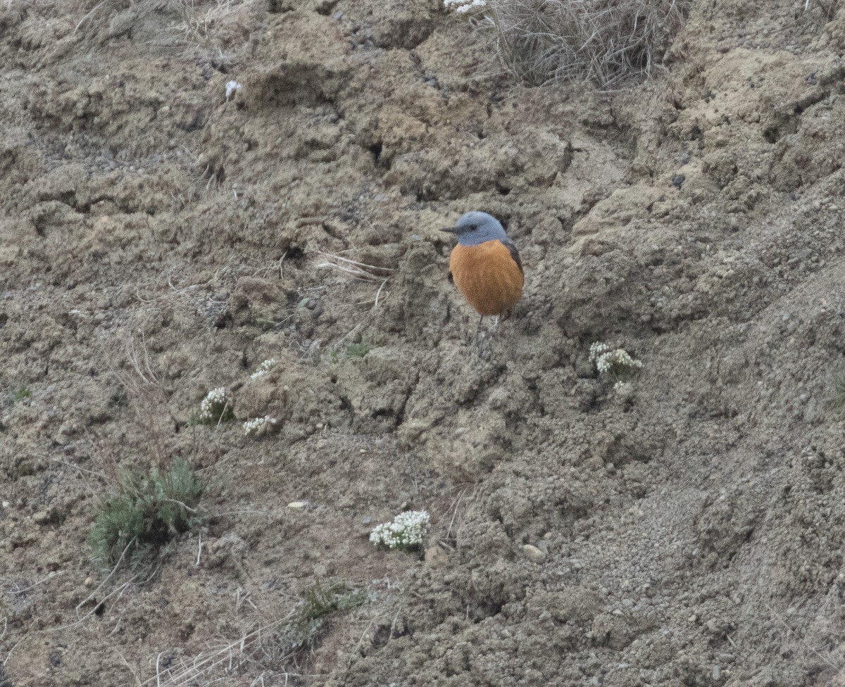 Rufous-tailed Rock-Thrush - ML350354911