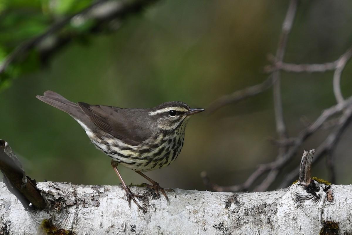 Northern Waterthrush - Steve Heinl