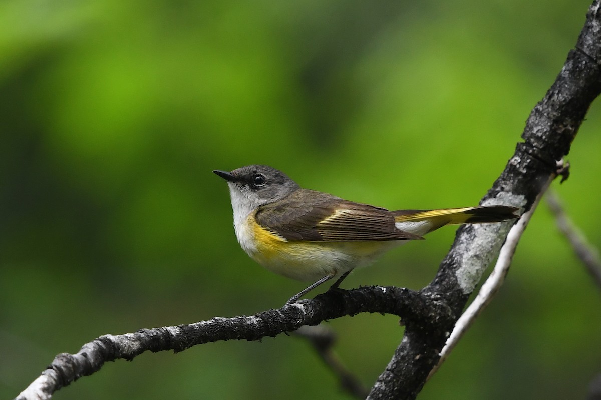 American Redstart - ML350355571