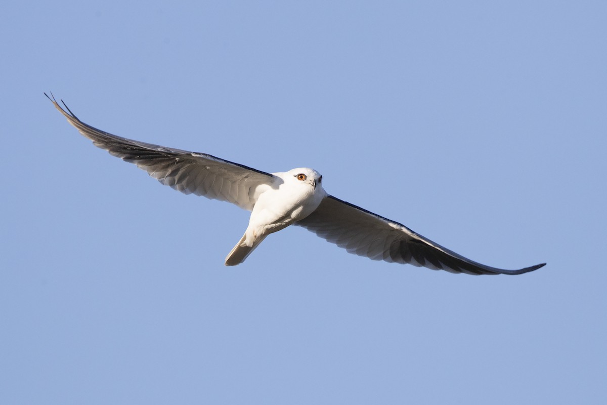 Black-shouldered Kite - ML350356091