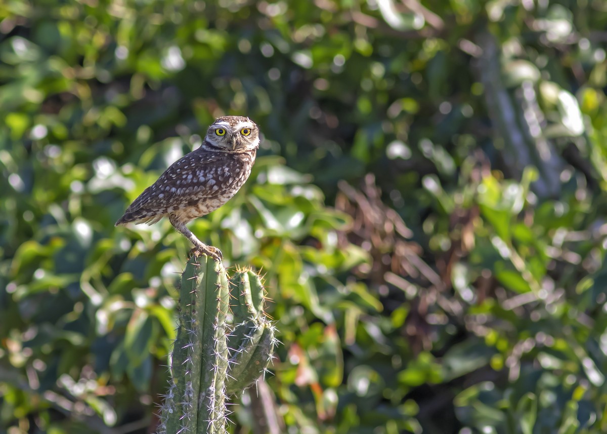Burrowing Owl - Caio Brito