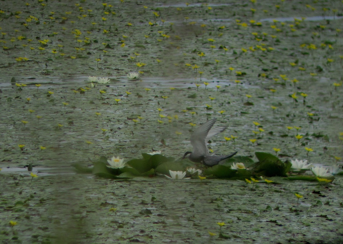 Whiskered Tern - ML350358091
