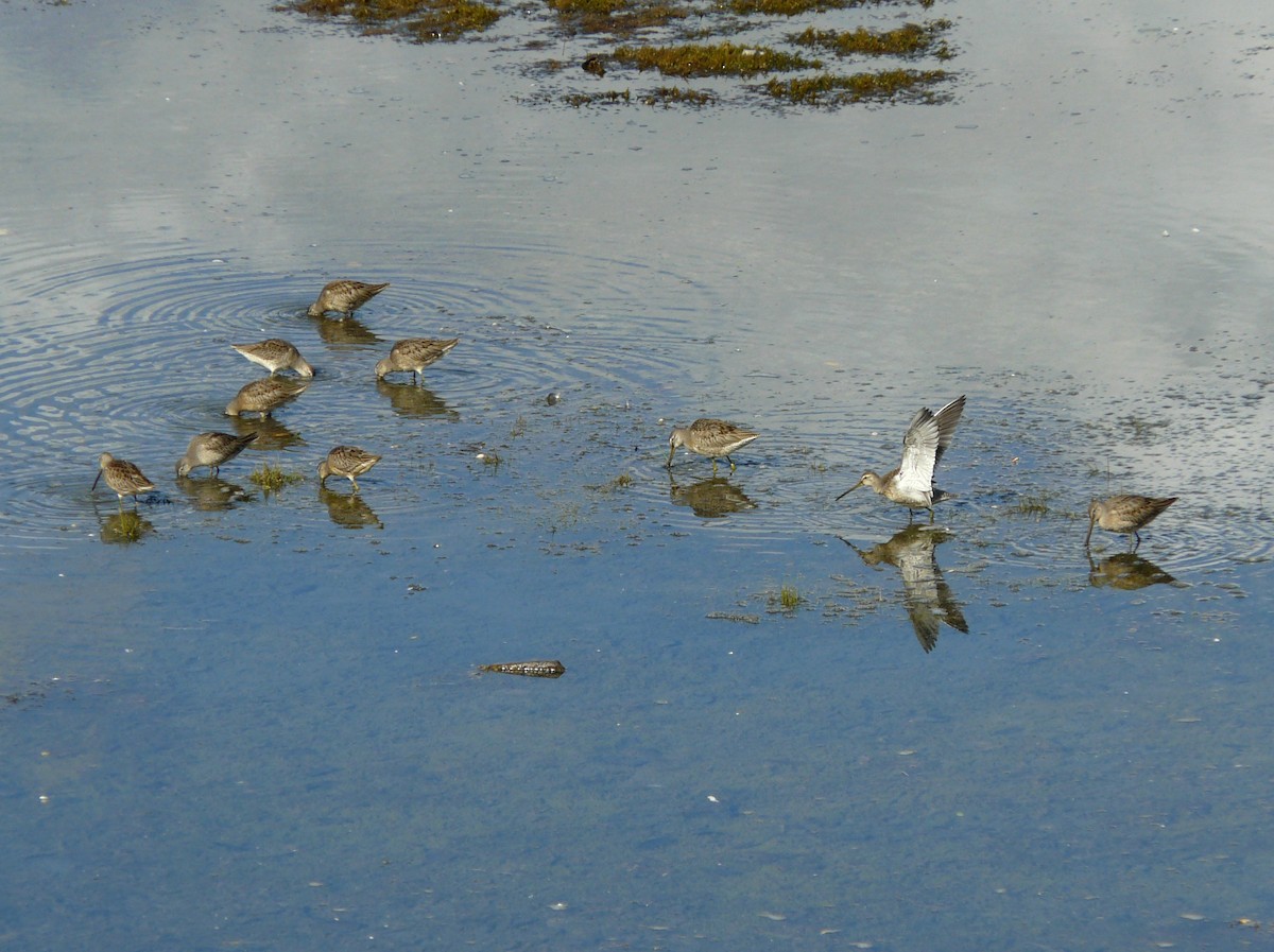 Long-billed Dowitcher - ML35035821