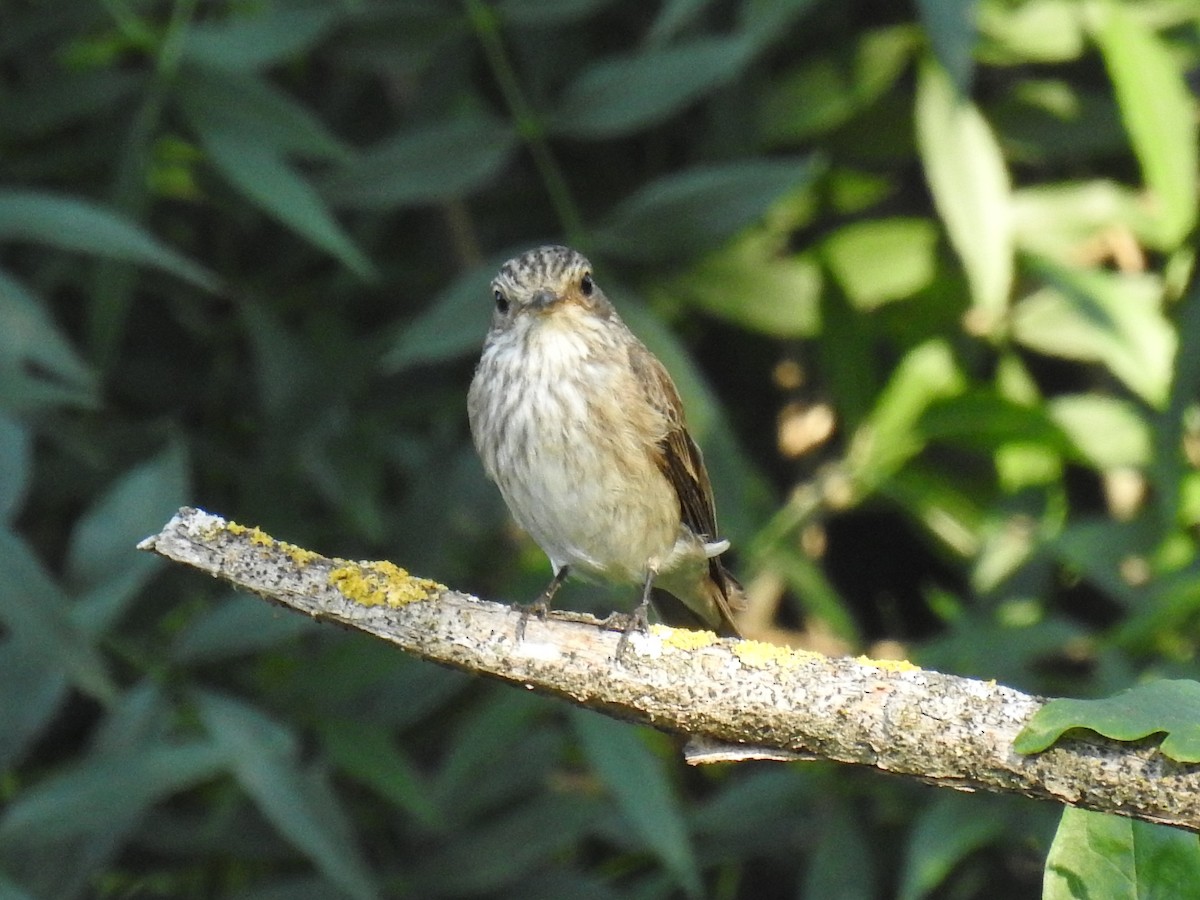 Spotted Flycatcher - ML350358261