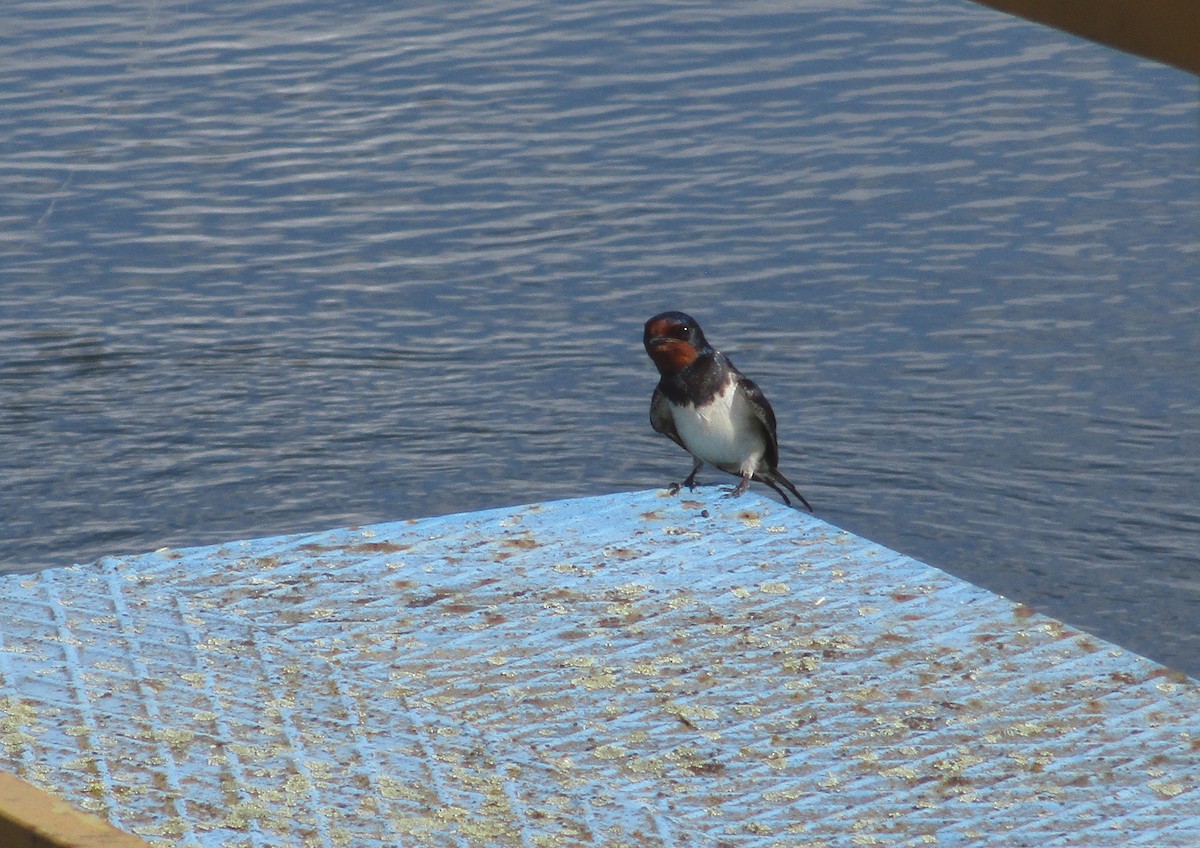 Barn Swallow - ML350358381