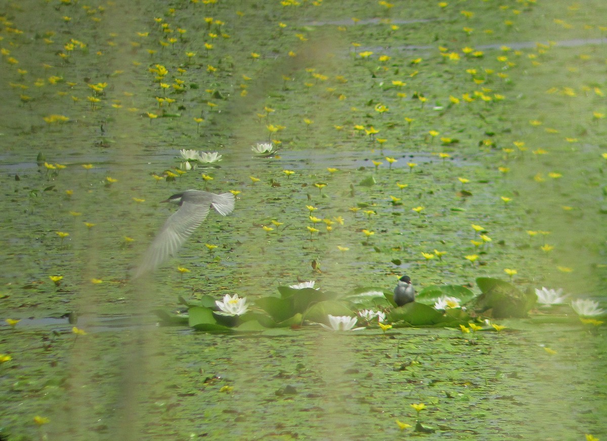 Whiskered Tern - ML350358721