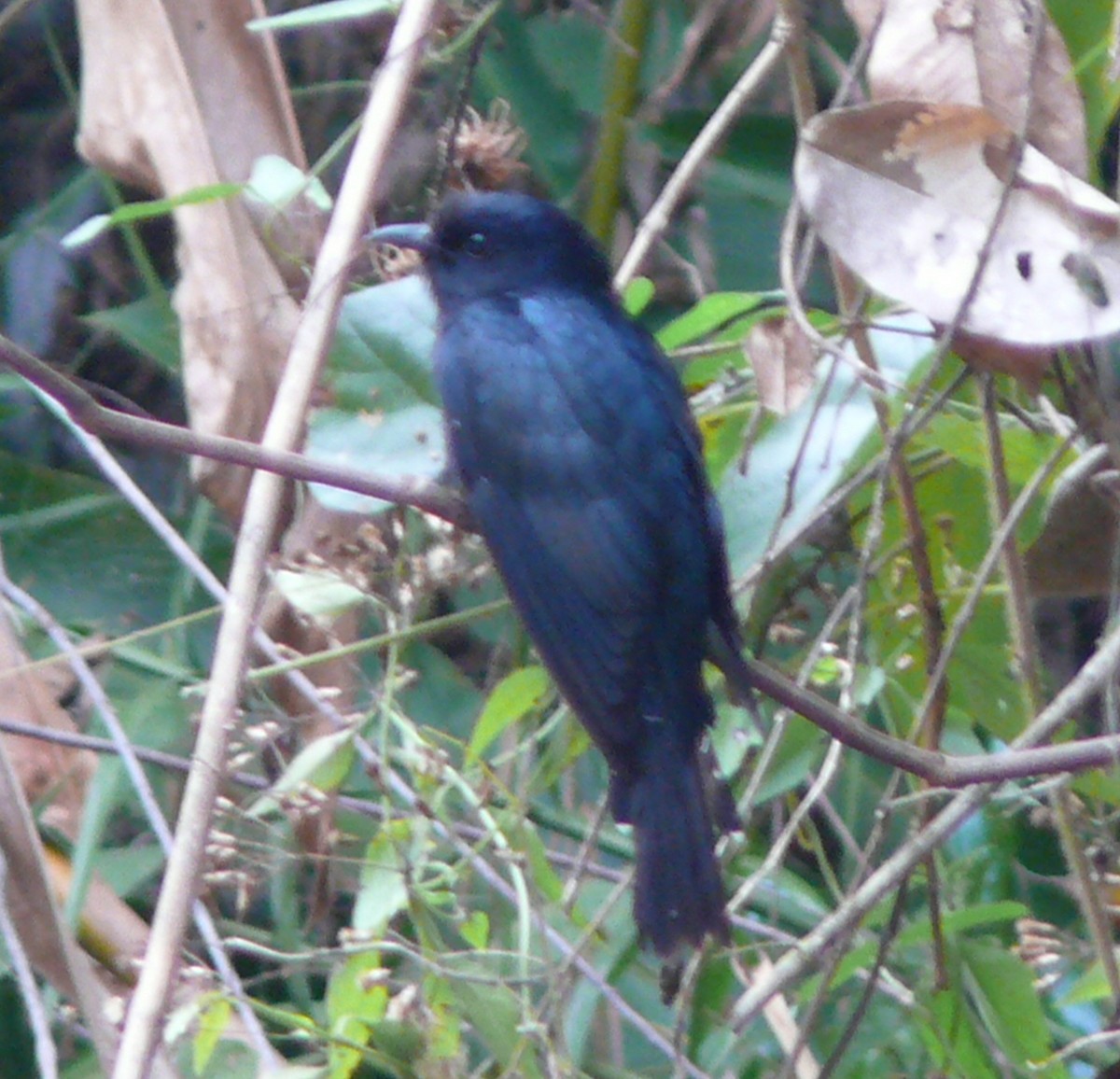 Square-tailed Drongo-Cuckoo - ML350359121