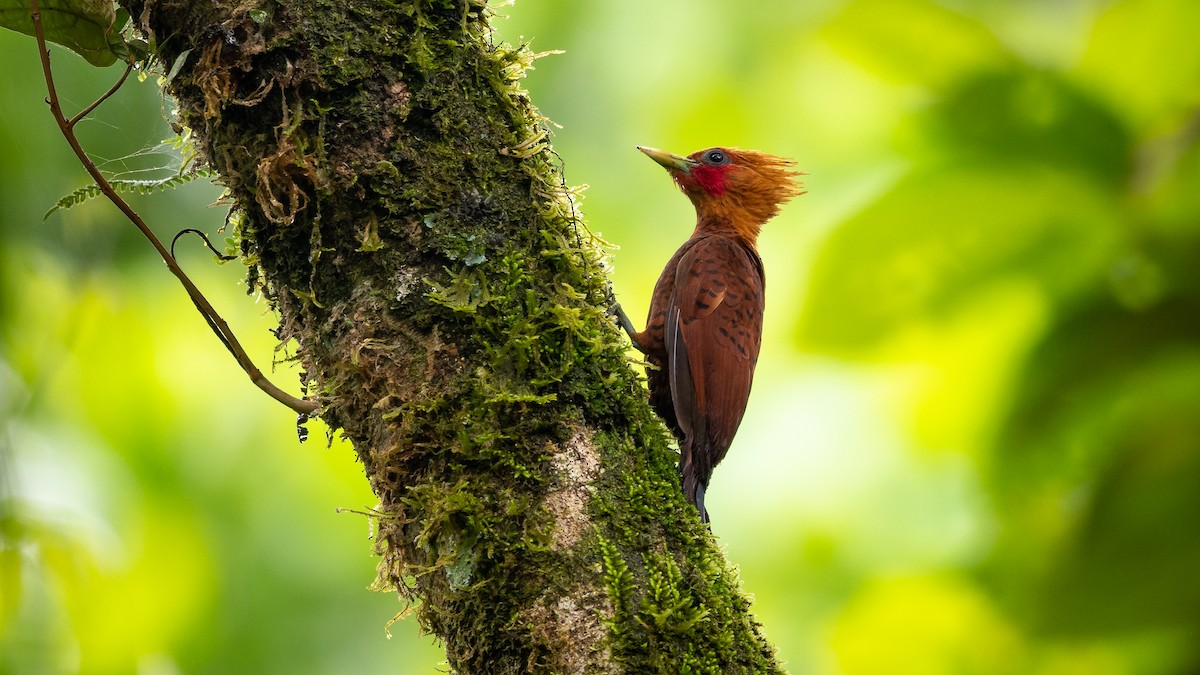 Chestnut-colored Woodpecker - ML350359881