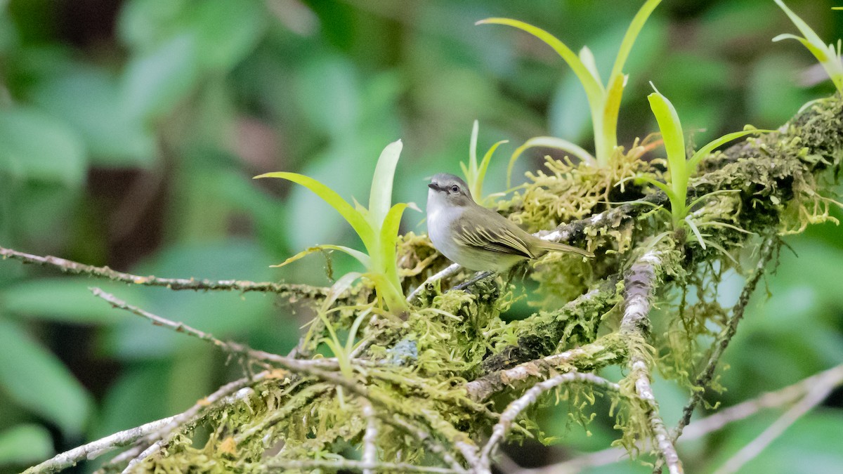 Mistletoe Tyrannulet - ML350360451